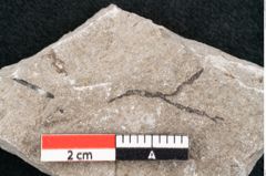 Foto (Detailansicht) von Cystoseira communis Unger (NHMW-GEO-2024-0188-6639)
